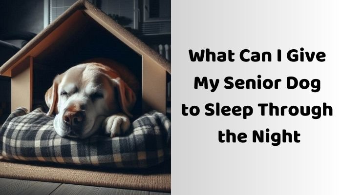 What Can I Give My Senior Dog to Sleep Through the Night